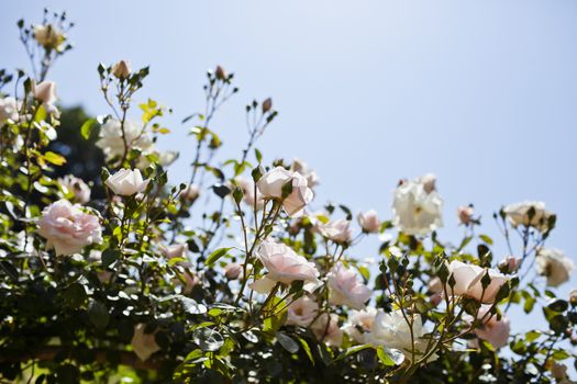 Pink roses against blue sky