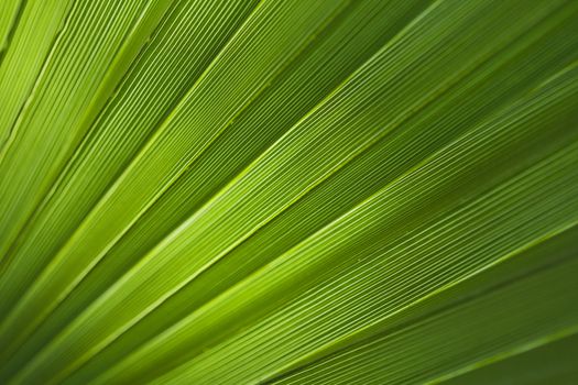 Green palm leaf texture for background.