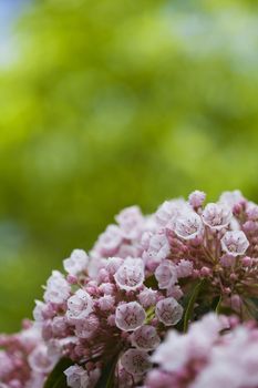 Beautiful spring pink flowers background