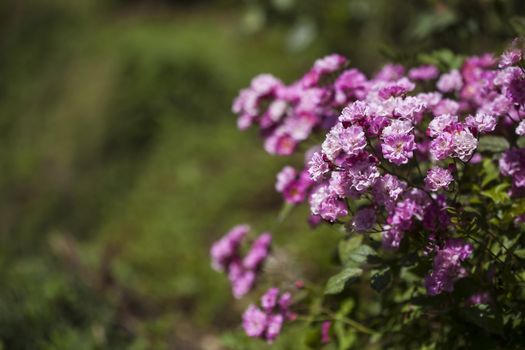 Pink roses against green garden