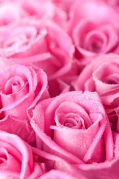 Beautiful pink roses background, bridal bouquet