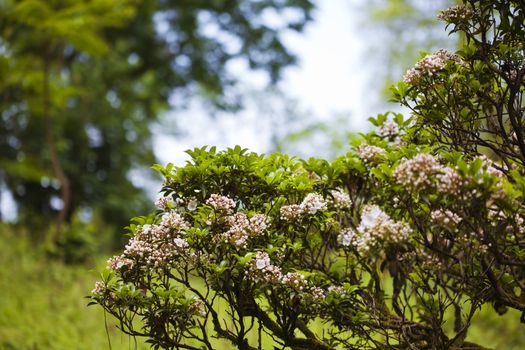 Beautiful pink blooming bush background