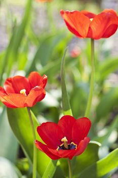 Red tulips in the spring garden