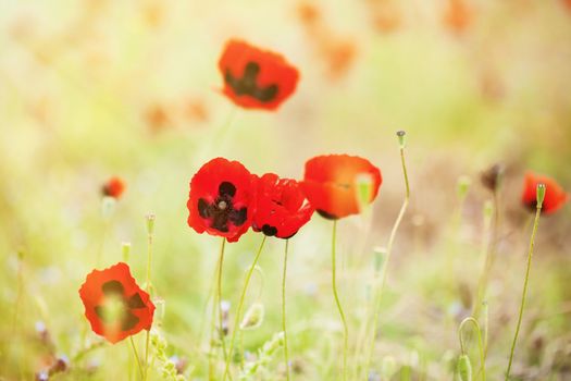 Field of red poppies in spring