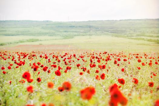 Field of red poppies in spring