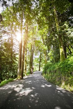 Road in the green summer park