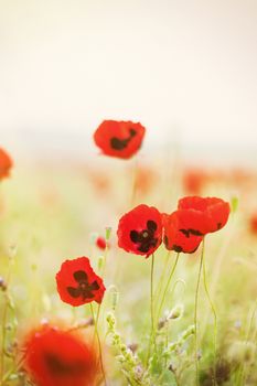 Field of red poppies in spring