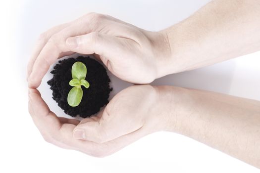 Sprout in hands on white background 