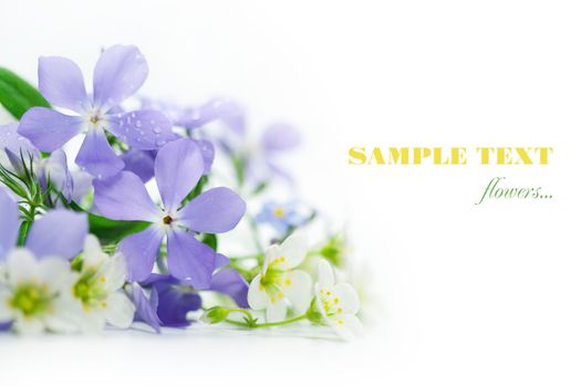 Spring flowers on white background. 