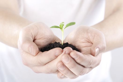 Sprout in hands on white background 