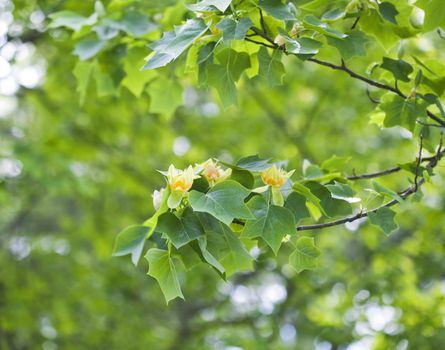 Blooming tulip tree in spring