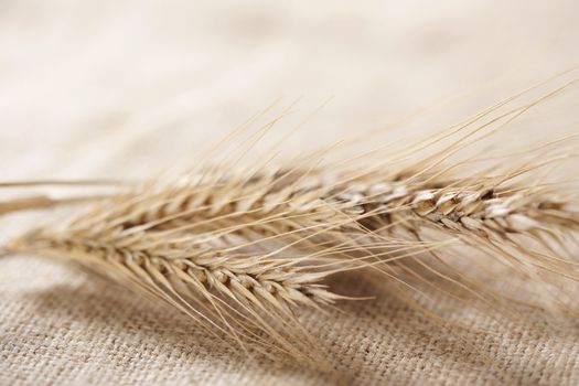 Wheat ears on burlap background