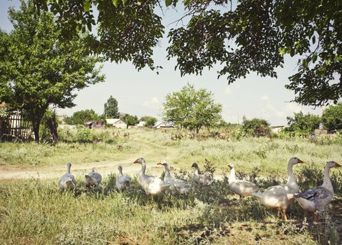 White gooses walking in the farm