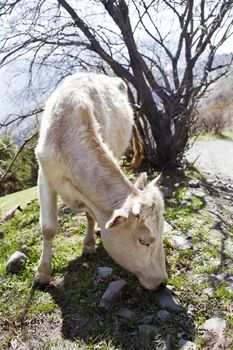 White cow in the mountains