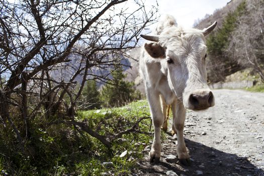 White cow in the mountains