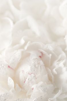 Abstract white peony flower background