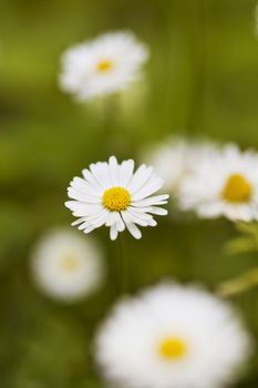 Chamomile flowers in meadow. Shallow depth of field.