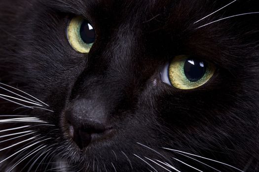 Black domestic cat s face closeup