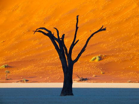 Tree silhouette in front of the red dune of Namib desert (Deadvlei, Namibia)