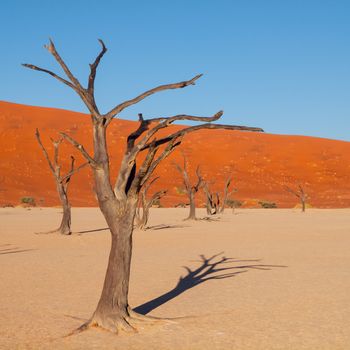 Dead acacia tree in Deadvlei of Namib desert (Namibia)