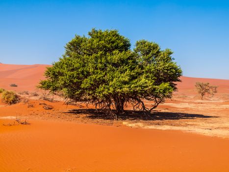 Green acacia tree in Sossusvlei (Namib desert, Namibia)