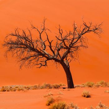 Acacia tree in front of Dune 45 in Namid desert (Namib Naukluft National Park Namibia)