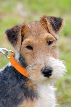 Detail of typical Fox Terrier Wire dog