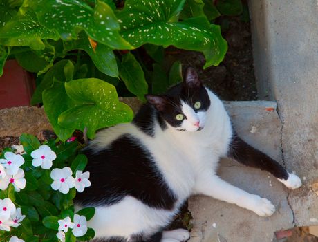 Staring surprised cat in between plants and flowers