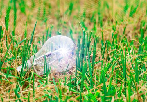 light bulb idea on the grass