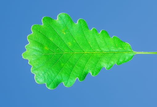 The green oak leaf under blue sky at the botanical garden