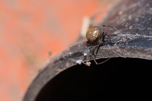 Spider, Redback or Black Widow, at dead on the concrete pipe