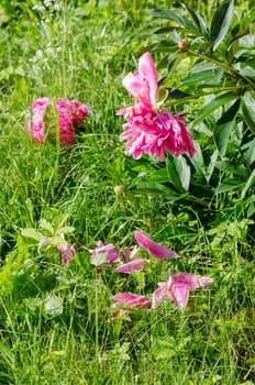 pink peony bush and small petal on green meadow garden