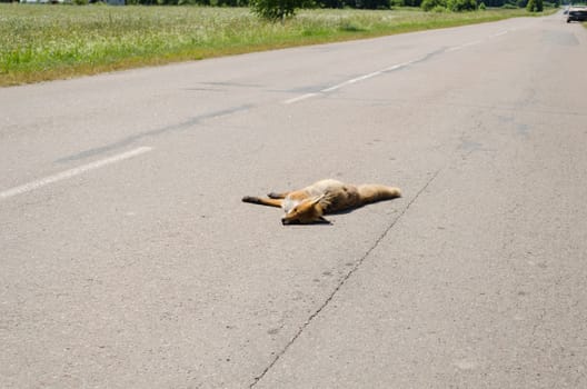 Car killed dead fox animal body lay on rural road.