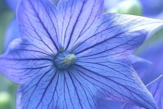 The Balloon flower is a perennial in which the budding flower swells like a balloon before opening.