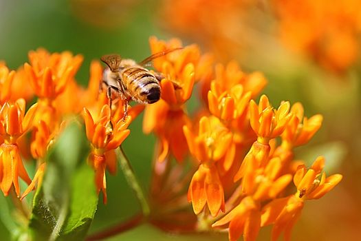 Butterfly Weed is a perennial flower that is sometimes called Milkweed because it produces a milky substance when cut. 