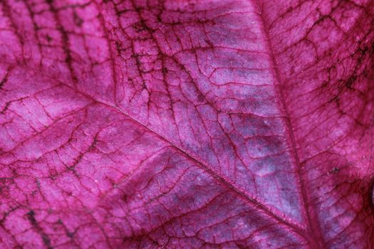 Coleus is an annual colorful foliage plant that adds vivid colors to the garden.