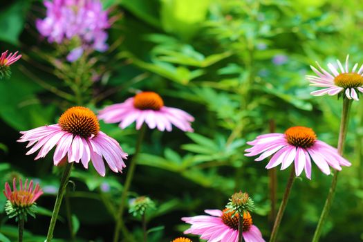 Some species of Coneflower are made into herbal medications called Echinaceous Mistral.