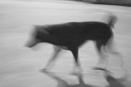 Blurred walking dog