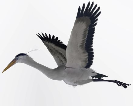 The Great Blue Heron is a wading bird that uses its long bill to catch fish and crabs.