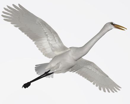 The Great Egret is a wading bird which is found in lakes, ponds, rivers catching fish and crabs.