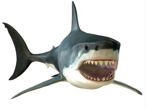 The Great White Shark is an apex-predator and has several sets of teeth which replace themselves continuously.