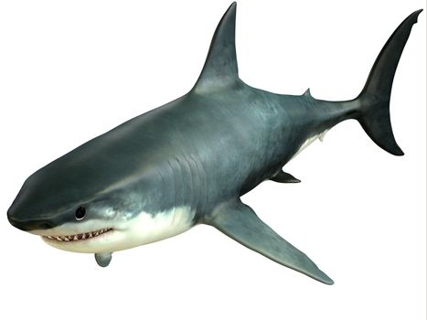 The Great White Shark is an apex-predator which can grow over 26 feet or 8 meters and live for 70 years or more.