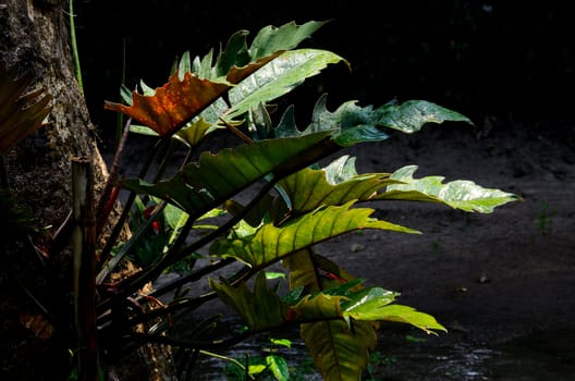 Nice leaf with droplet in the park