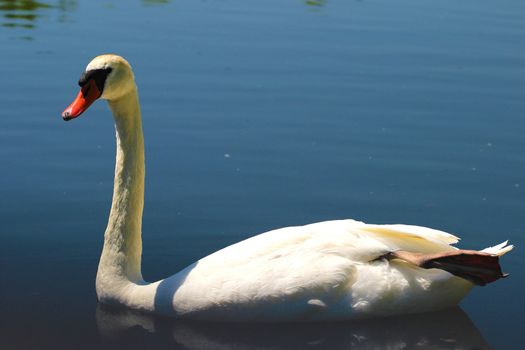 Mute Swans are large water birds who defend their territory with great diligence.