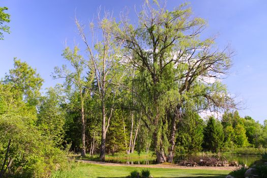 An old Willow tree by a pond has seen better days and has lost many branches and leaves in past storms.