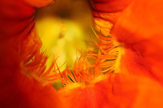 The Nasturtium can be either an annual or a perennial flowering plant and has eight stamens.