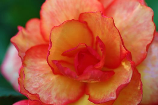 The Begonia ia a perennial flower that can be grown indoors or outdoors.