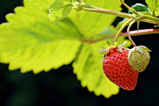 A two strawberries grow on a branch. One is ripe and ready to be picked, the other one will be ripe soon. Photo was taken on a dark background.