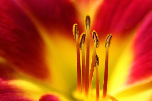 The daylily is a perennial flower that is very easy to grow and can be found many times along water ditches growing wild.