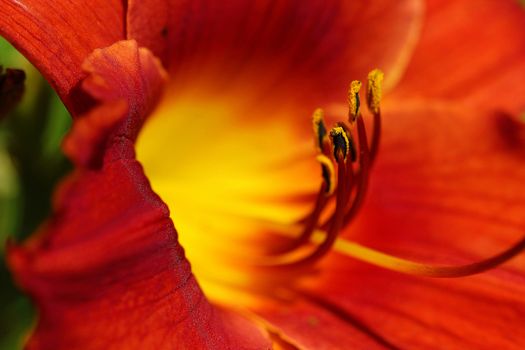 The daylily is a perennial flower that is very easy to grow and can be found many times along water ditches growing wild.